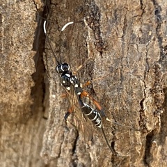 Cryptinae