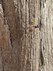 Cryptinae
