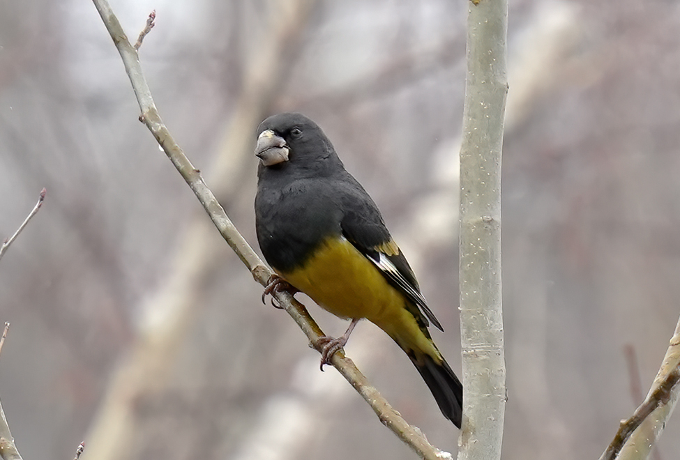 Himalayan Grosbeaks