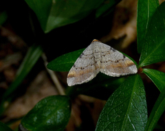 Macaria liturata