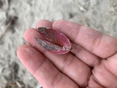 Modiolus americanus