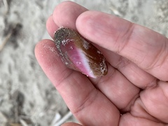 Modiolus americanus