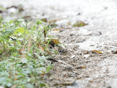 Dendronanthus indicus