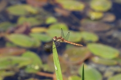 Sympetrum striolatum