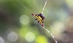 Gasteracantha diadesmia