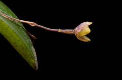 Pleurothallis furcifera