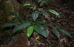 Gomphandra australiana