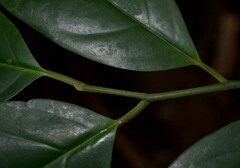 Gomphandra australiana