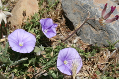 Convolvulus sabatius subsp. mauritanicus image