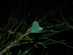 Maxates centrophylla