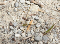 Austrogomphus guerini