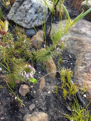 Merciera azurea