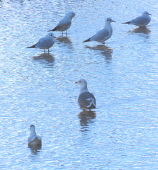 Larus fuscus