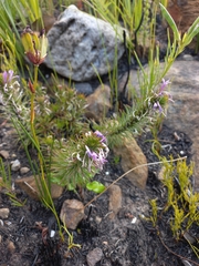 Merciera azurea