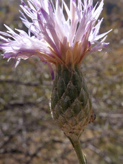 Klasea coriacea