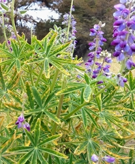 Lupinus elegans