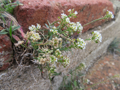 Lobularia