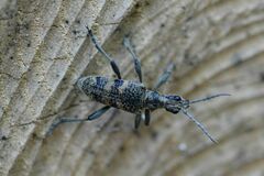 Rhagium mordax