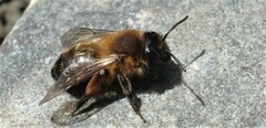 Andrena nigroaenea