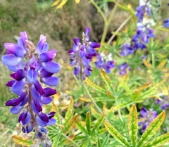 Lupinus elegans
