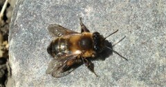 Andrena nigroaenea