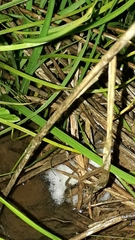 Physalaemus cuvieri