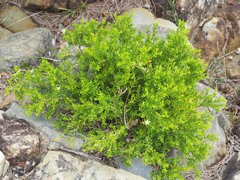 Philotheca difformis