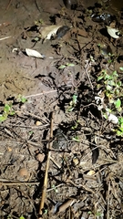 Leptodactylus fuscus