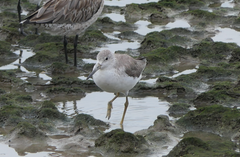 Tringa guttifer