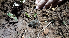 Leptodactylus fuscus