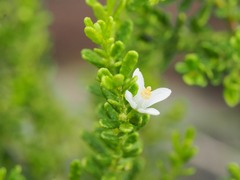 Philotheca difformis