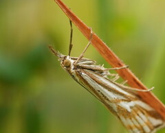Hednota pleniferellus