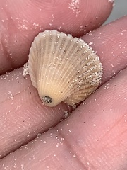 Anadara brasiliana
