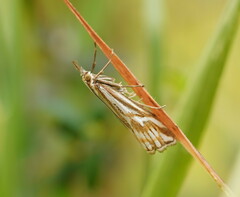 Hednota pleniferellus