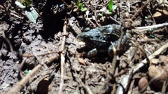 Leptodactylus fuscus