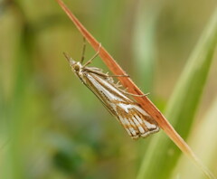 Hednota pleniferellus