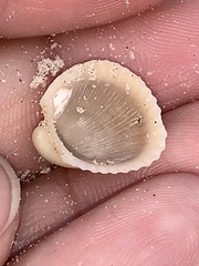 Anadara brasiliana