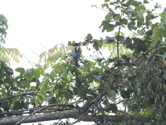 Dicrurus hottentottus