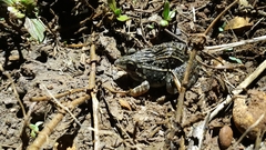Leptodactylus fuscus