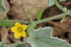 Cucumis prophetarum