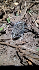 Leptodactylus fuscus