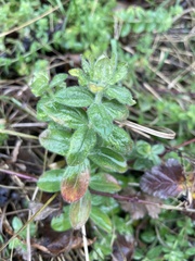 Cruciata laevipes
