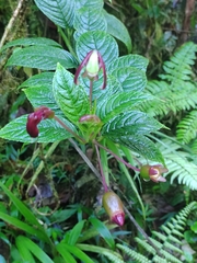 Burmeistera cyclostigmata