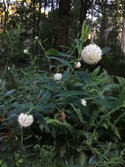 Pimelea ligustrina