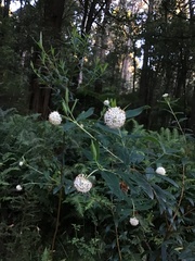 Pimelea ligustrina