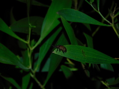 Ecnolagria rufescens