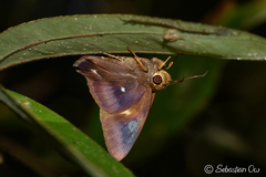 Hasora badra