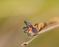 Archilestidium cinnabarinum