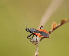 Archilestidium cinnabarinum