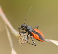 Archilestidium cinnabarinum